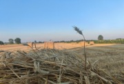 Słoma żytnia 10 kg – naturalna, sucha, sprasowana