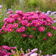 Aster krzaczasty "Jenny" jesienny karłowy duża sadzonka 2 litry 