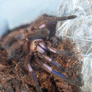Chilobrachys natanicharum (ex. sp Electric Blue)