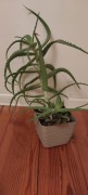 Aloes drzewiasty 