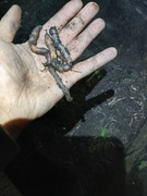 Rosówki , ddżownice,  ręcznie zbierane 150 szt.