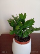 Grudnik 'Red' czerwony 