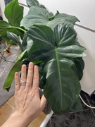 Filodendron philodendron Green Dragon