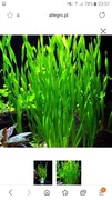 Vallisneria roslina rosliny akwariowe akwariowa