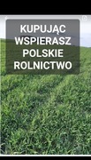 Żyto ozime ziarno zielony  poplon 20 kg POLSKIE ŻYTO