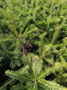 JODŁA KAUKASKA 20-50CM 2.9 ZŁ/SZT PAKIET 500 SZT HURT 4 latka