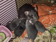 Szczurki domowe szukaja domu