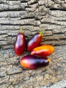 Minight Roma /Pomidor Kolekcjonerski 2