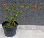 Irga pozioma w doniczce p9