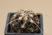 Kaktus Thelocactus bicolor v.commodus MK 133.419