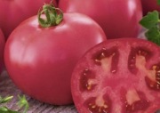 Pomidor Finley F1 - Nasiona Holenderskie