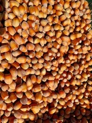 Orzechy laskowe "cosford"