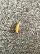 LEGO 53451 KOLEC ZĄB KIEŁ złoty perłowy (1g) 1 szt.