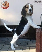 Beagle / Bigle - szczenię rodowodowe ZKwP / FCI - piesek
