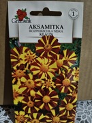 Aksamitka rozpierzchła niska "Klaun"