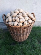 Ziemniaki jadalne Denar