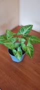 Syngonium + gratis zielistka 