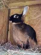 Samica królik dorosła