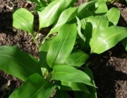 CZOSNEK NIEDŹWIEDZI SADZONKI 15 szt. Z Beskidu Niskiego