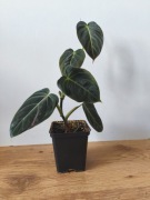 Piękny Philodendron Filodendron Melanochrysum 60 cm 