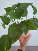 Epipremnum aureum Złociste 