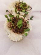 Nasiona słonecznika kiełki