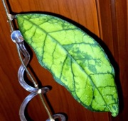 Hoja, Hoya ~ MEREDITHII AFF MEREDITHII  IPPS 3575 ~ 55 cm szczepka 