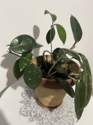 Hoya carnosa kwitnąca