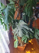 Monstera Deliciosa Dziurawa Filodendron