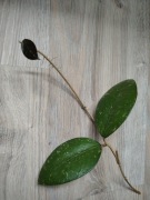 Hoya ameon Java sadzonka