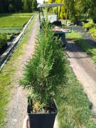 Tuja Szmaragd 60 cm 