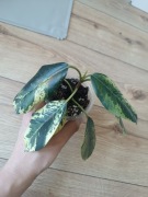 Fikus Rubiginosa variegata 