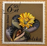 2642, * kasowany, Kwiaty sukulentów - kaktusy