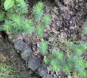 Pogromca kretów WILCZOMLECZ SOSNKA, Euphorbia 