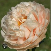 Piwonia Pastelegance