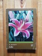 książka "Lilie" Dr. hab. Kazimierz Mynett