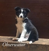 Pies Border Collie (ZKwP)