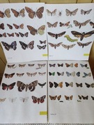 Ilustracje tablice motyle z lat 80 tych 