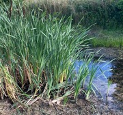 Pałka wodna szerokolistna, sadzonki do oczka wodnego