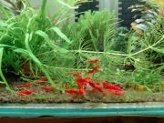 Krewetki red devil 10szt