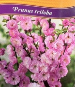 Migdałek trójklapowy Prunus triloba szczepiony na pniu