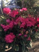 Rododendron Weinlese kwitnący jesienią olbrzymia sadzonka xxl