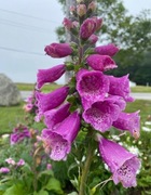 Naparstnica- dzwonki leśne 