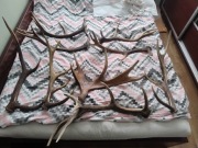 Poroże zrzut jeleń łoś