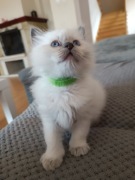 Ragdoll legalna hodowla FPL