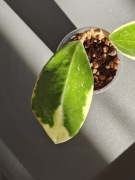 Hoya acuta - sadzonka ukorzeniona