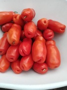 Pomidor Aurija Dwarf niski