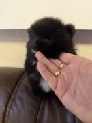 Szpic miniaturowy pomeranian boy