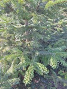 Stroisz żywe gałęzie świerka jodły wieniec stroik 