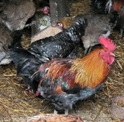 Kogut y na sprzedaż 